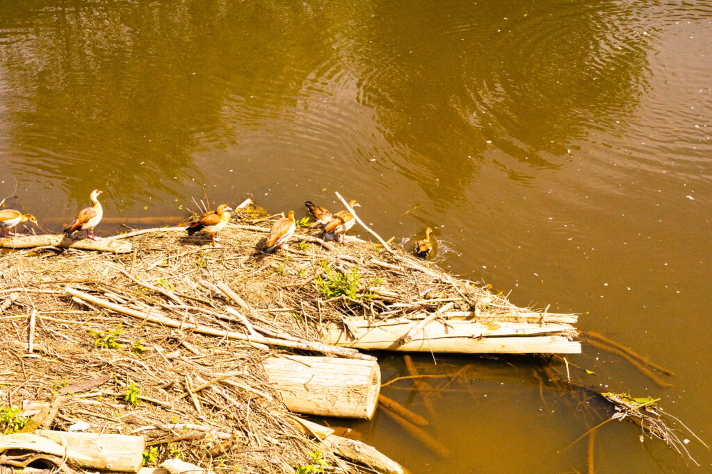 Enten an der Wied